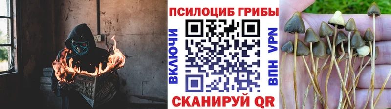 Галлюциногенные грибы Cubensis  даркнет сайт  Любим 